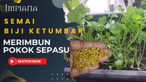 Semai Biji Ketumbar Merimbun Pokok Sepasu