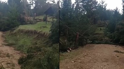 Sivas'ta hortum; ormanda ağaçlar devrildi