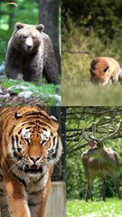 Obesity in Animals || Acharya Prashant