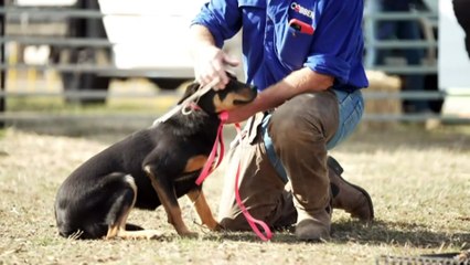 Tasmania’s premier agriculture event gets underway