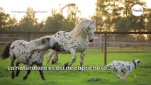 Dálmata se enamora de dos caballos que son exactamente igual que él