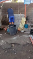 Mom cleaning and feeding our pigs