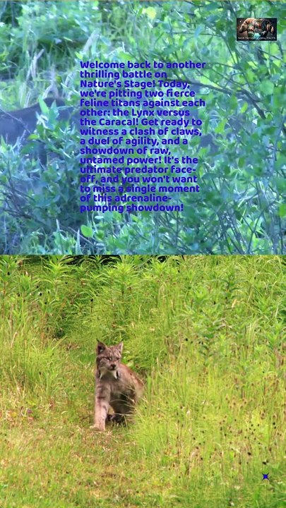 Caracal VS Lynx