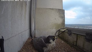 Peregrine Falcon chick hatches at the University of Leeds' Parkinson Tower