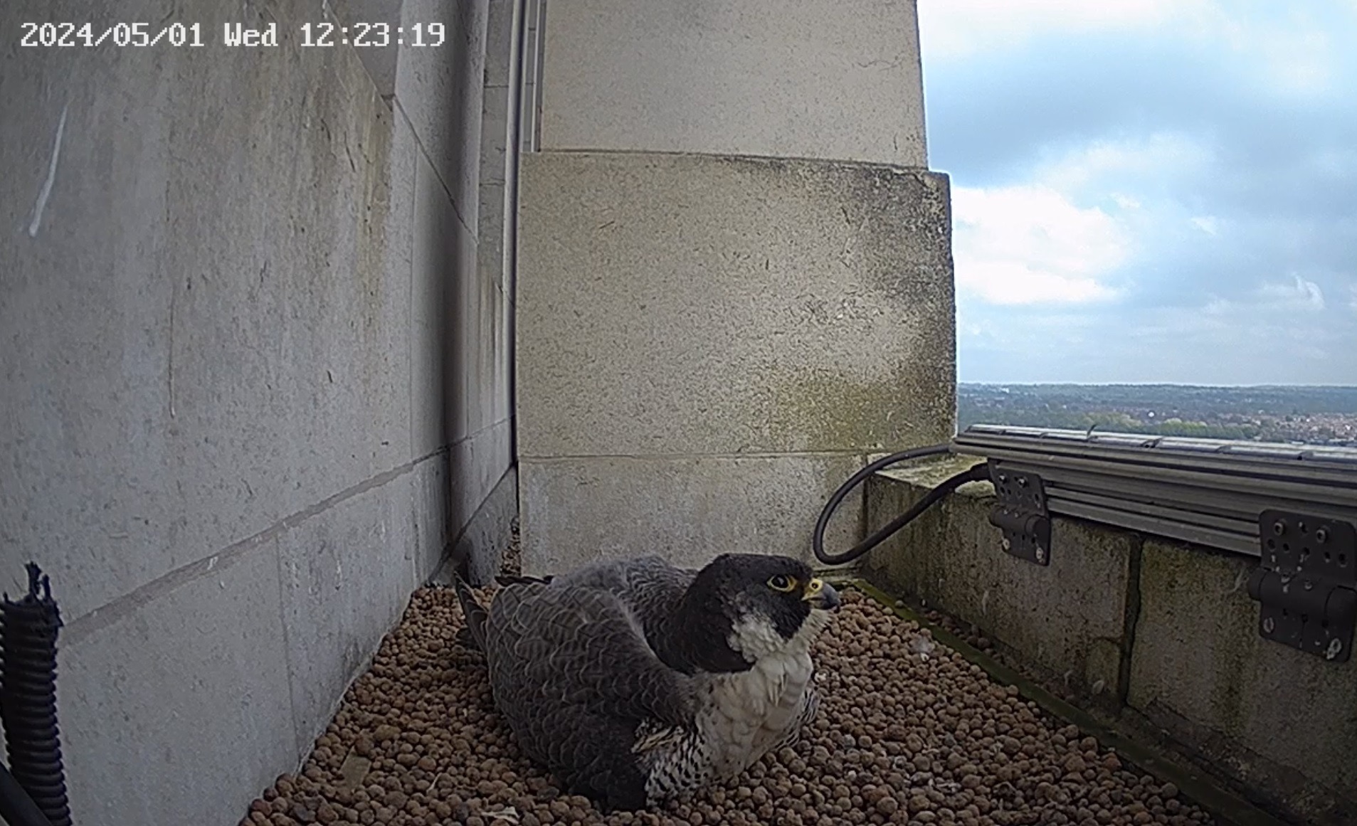 Watch: Peregrine Falcon chick hatches at the University of Leeds
