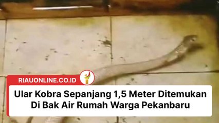 Ular Kobra Sepanjang 1,5 Meter Ditemukan Di Bak Air Rumah Warga Pekanbaru