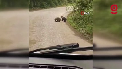 Annelerini kaybeden minik ayıların imdadına köylüler yetişti