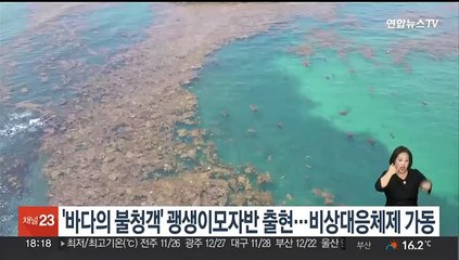 '바다의 불청객' 괭생이모자반 출현…비상대응체제 가동