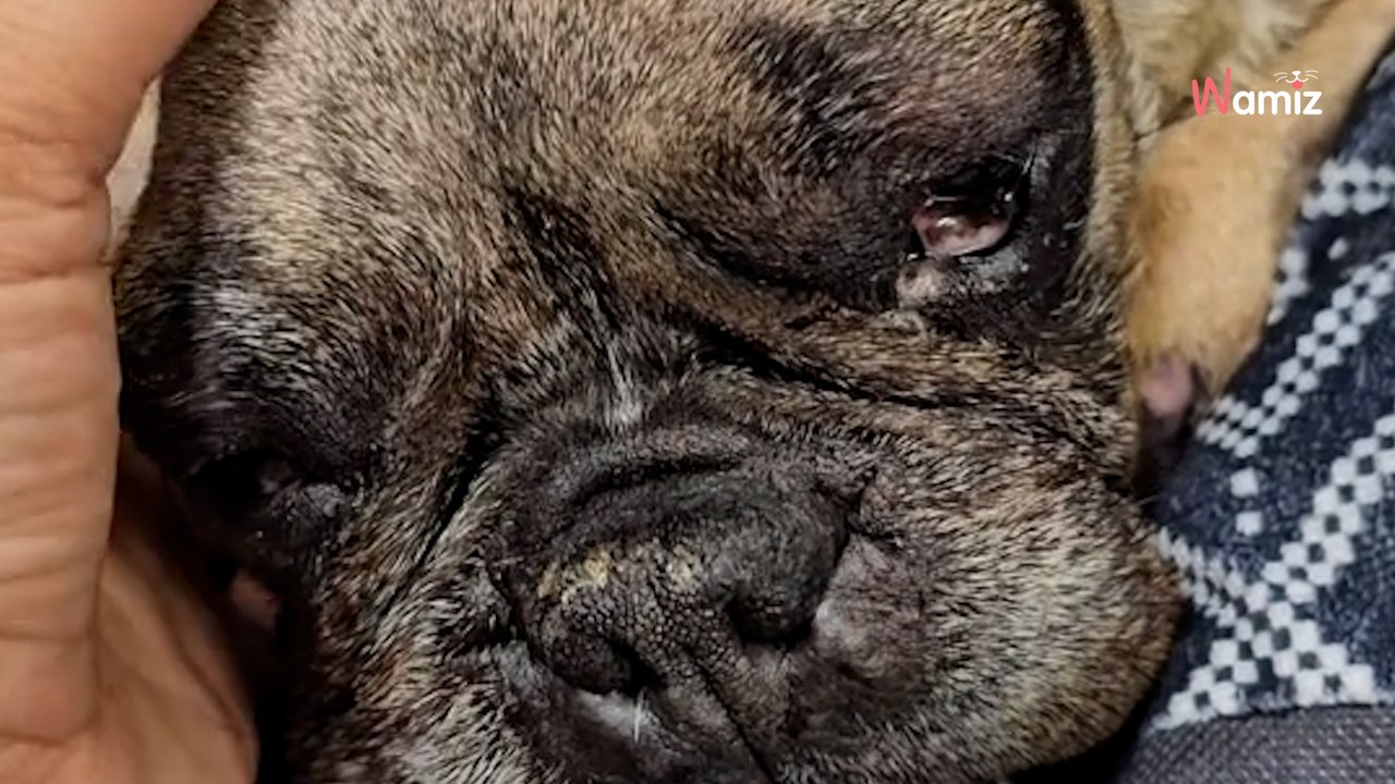 La marque sur le ventre du toutou révèle un passé douloureux : 217K personnes sont sous le choc (vidéo)