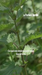 Comment faire du purin d'orties chez-soi ?