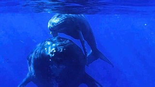 Erstaunlicher Moment, in dem ein Wal sein neugeborenes Kalb den Kajakfahrern vorführt