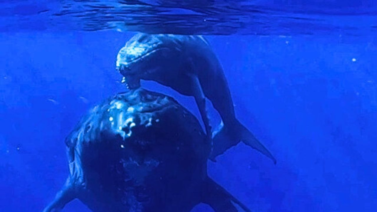 Erstaunlicher Moment, in dem ein Wal sein neugeborenes Kalb den Kajakfahrern vorführt