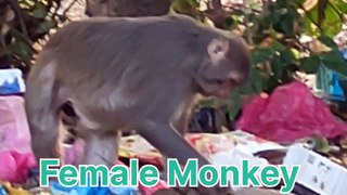 Facts, Monkeys family and their Lifestyle, Amazing facts, Unknown facts