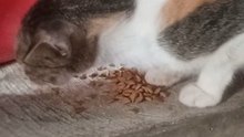 Cat Eating