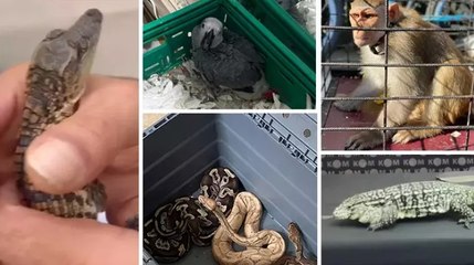 İstanbul'da hayvan kaçakçılığı operasyonu:  36 kişi gözaltına alındı