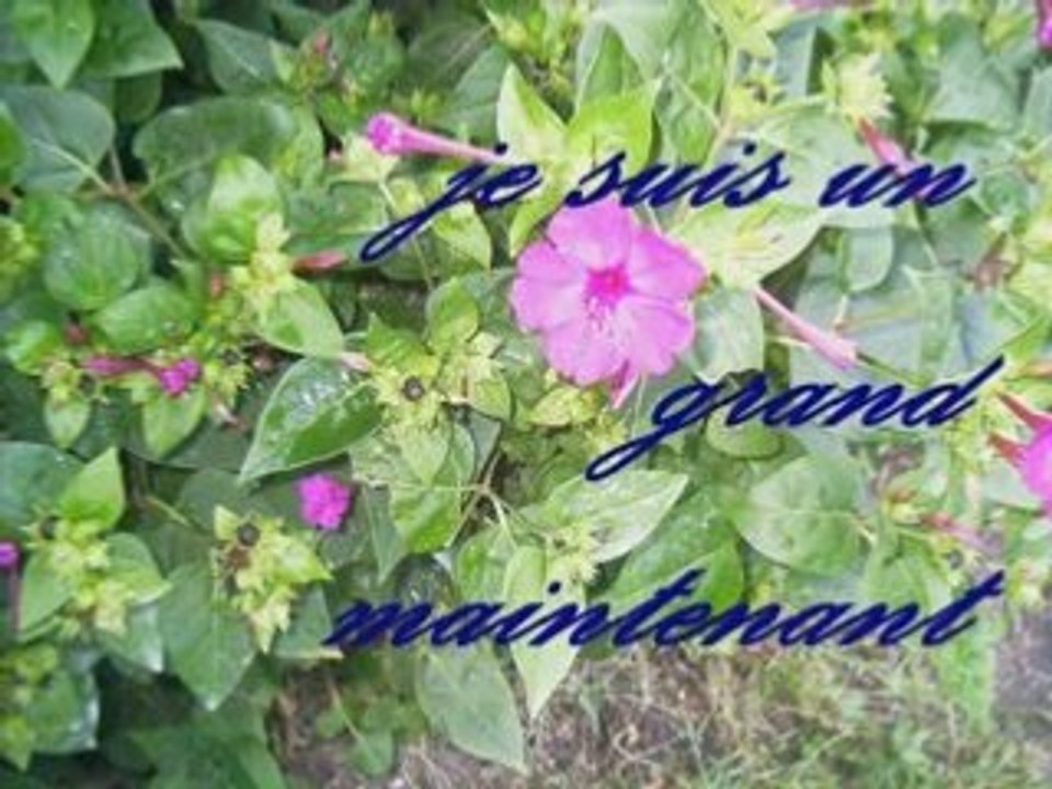 mes deux amours de chien