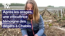 Après les orages, une viticultrice témoigne des dégâts à Chablis