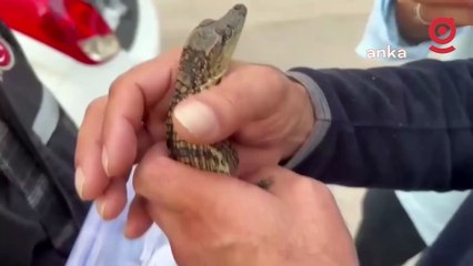 İstanbul Emniyeti'nden 'egzotik hayvan' operasyonu: 36 şüpheli gözaltına alındı