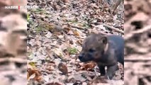 4 haftalık yavru kurtların ormanda uluma çabası izlenme rekoru kırdı