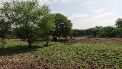 Horse in field