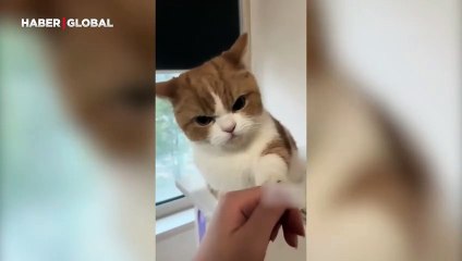 Hem seven hem döven kedi sosyal medyayı salladı