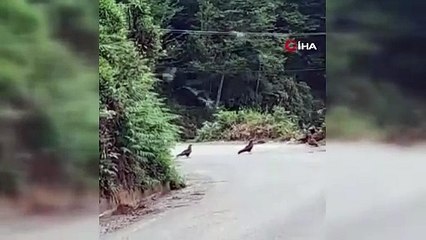 Dünya'nın en yırtıcı canlılarından olan doğan sürüsü Rize'de görüntülendi