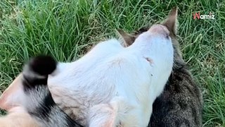 La dernière balade de ce chien et de sa ‘soeur’ chat est un moment bouleversant (Vidéo)