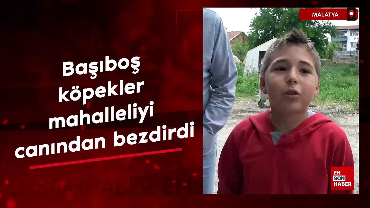 Malatya'da başıboş sokak köpekleri mahalleliyi canından bezdirdi
