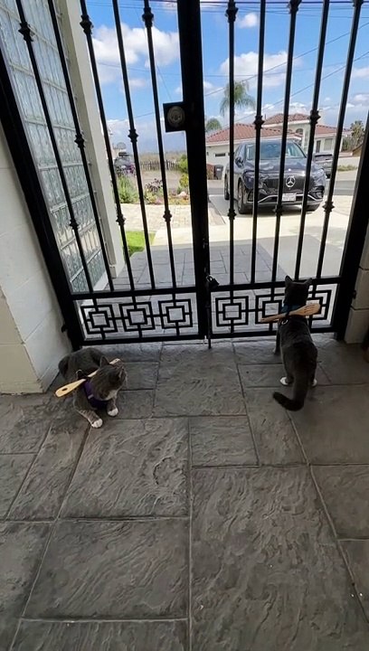 Gatos no pueden salir