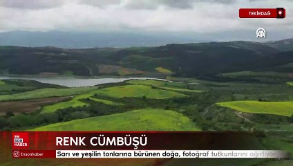 Sarı ve yeşilin tonlarına bürünen doğa, fotoğraf tutkunlarını ağırlıyor