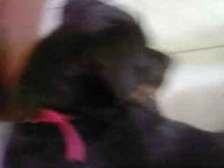 rottweiller qui joue avec un chat!!!