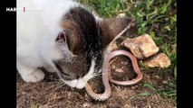 Yakaladığı yılanı affetmeyen kedi izlenme rekoru kırdı