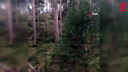 Sivas’ta hortum ağaçları kökünden söktü