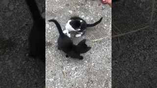 Kittens Chase Straw When Person Moves it On Ground