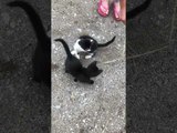 Kittens Chase Straw When Person Moves it On Ground