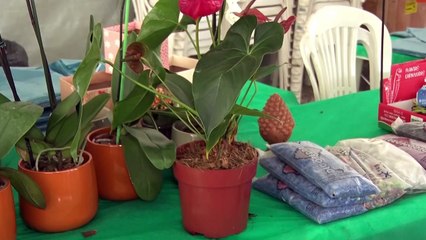 Pátio do Carmo, no Recife, recebe Festival Flores de Holambra