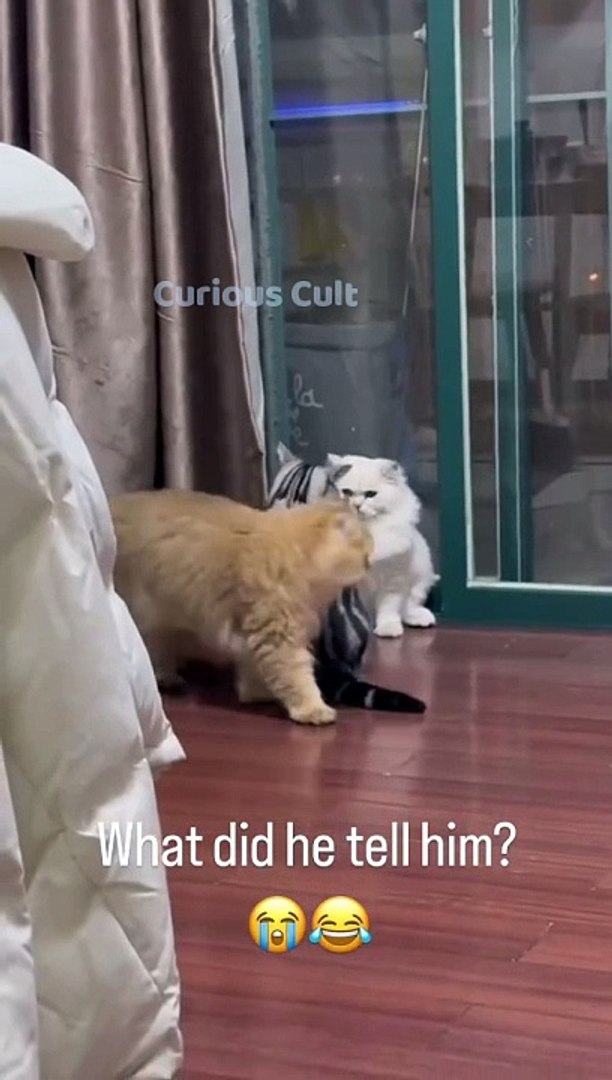 Cat vs cat