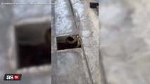 The chilling way to catch a cobra from a drain