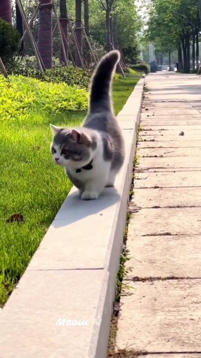 Cat Modeling Show _ #CatModeling #CatPageant #CatFashion