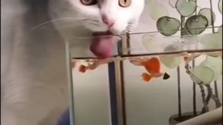 Cat and Fish_ Hilarious Moments!  _ #CatAndFish #AnimalComedy #shorts