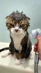 Cat Comedy Compilation #shorts  #funnycats