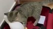 Cat Comedy Gold_ Funny Cat Moments Compilation _ #funnycats  #catfails #laughoutloud #cutecats
