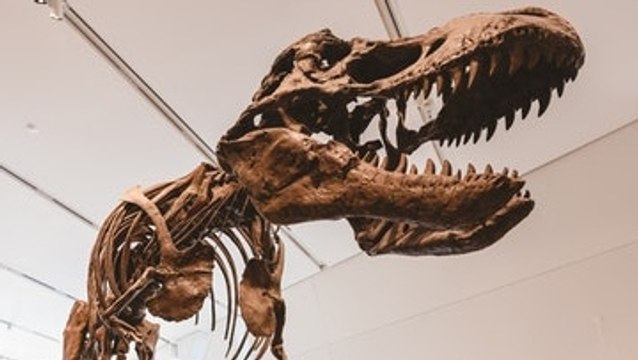 Los Dinosaurios Eran Menos Inteligentes Que Los Monos, Según Nuevas Investigaciones