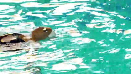 Après son malaise, Alvarez "ne voulait pas en avoir fini" avec la natation artistique