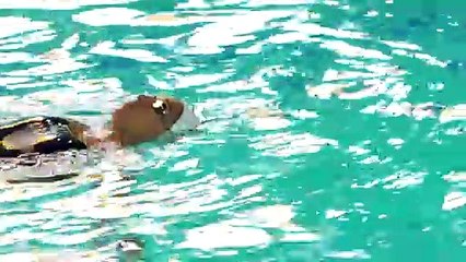 Après son malaise, Alvarez "ne voulait pas en avoir fini" avec la natation artistique