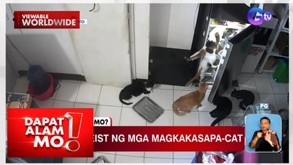 Ulam heist ng mga pusa, nakuhanan sa CCTV | Dapat Alam Mo!