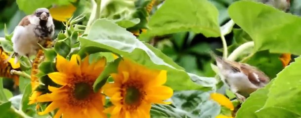 Surah Baqarah with Urdu Translation -- Surah Baqarah tarjuma ke sath