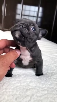 doggy, puppy , goldenretriever , dogs , puppies , dogshorts , dog Puppy sound , shorts , puppy , dog Boom,Scared ,funny cats , cat , funny, videos , doglover , funny, viral, youtubeshorts, trending,