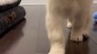 doggy, puppy , goldenretriever , dogs , puppies , dogshorts , dog Puppy sound , shorts , puppy , dog Boom,Scared ,funny cats , cat , funny, videos , doglover , funny, viral, youtubeshorts, trending,