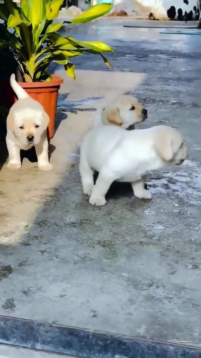 doggy, puppy , goldenretriever , dogs , puppies , dogshorts , dog Puppy sound , shorts , puppy , dog Boom,Scared ,funny cats , cat , funny, videos , doglover , funny, viral, youtubeshorts, trending,